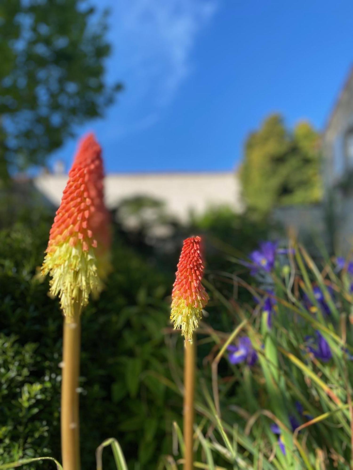 Aux Agapanthes, Chambres D'Hotes Charentaises De Charme Avec Piscine Aumagne Buitenkant foto